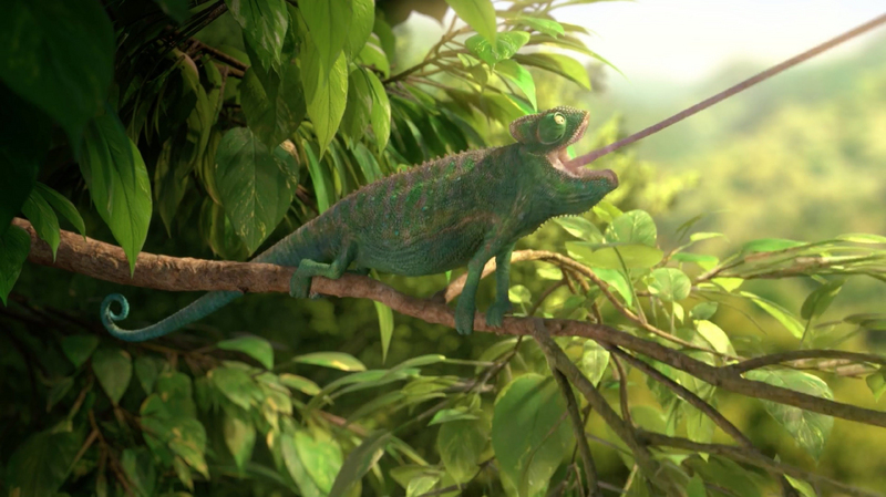 Our wonderful nature - The common chameleon