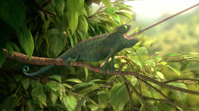 Our wonderful nature - The common chameleon Image 1